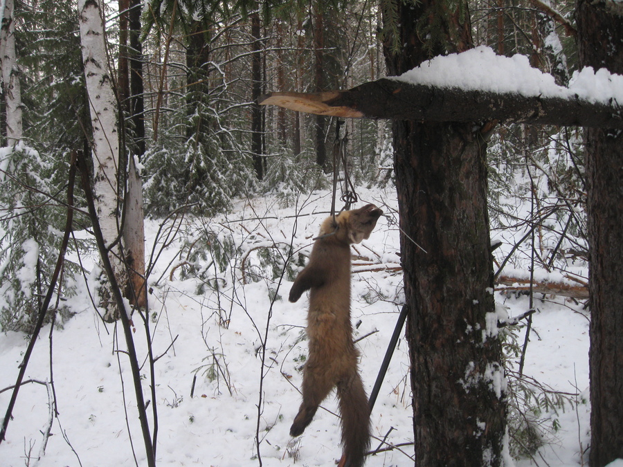 Охота на лису самоловами | Охота Сибири